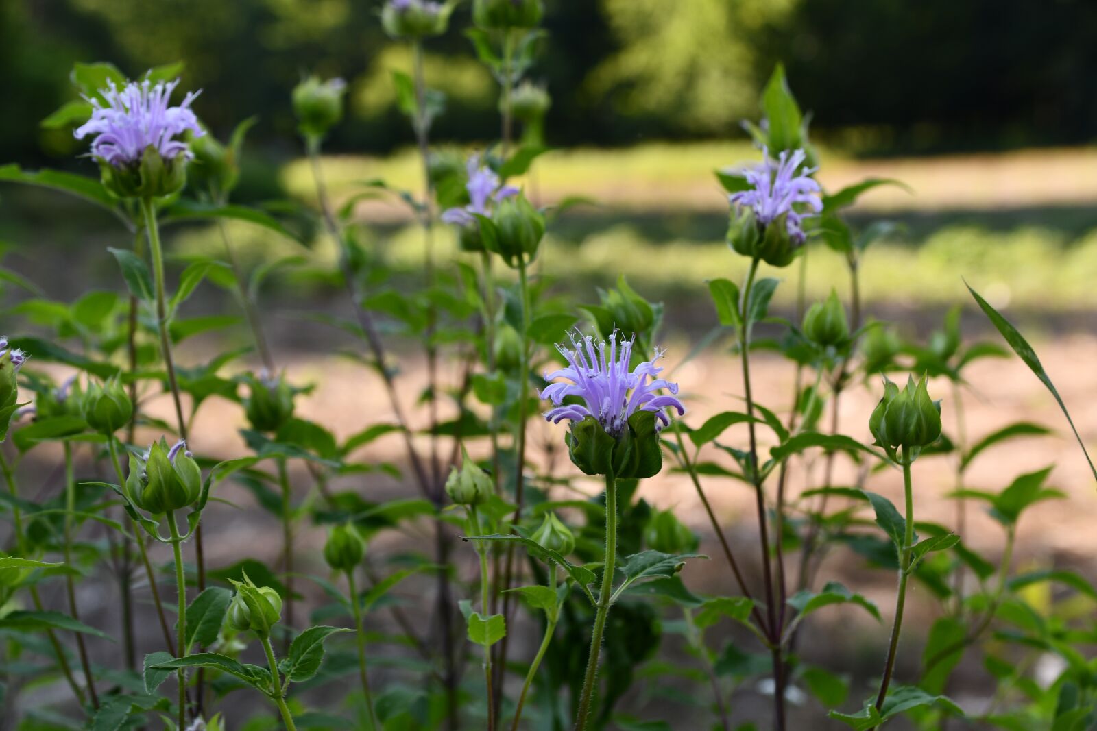 Nikon D7500 sample photo. Flower, purple, bloom photography