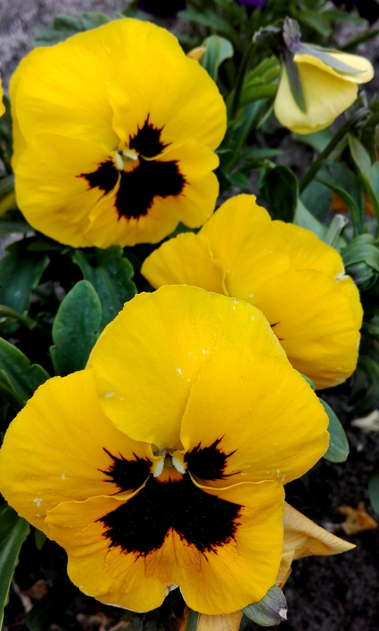 HUAWEI Cherry Mini sample photo. Yellow, daisy, eyes photography