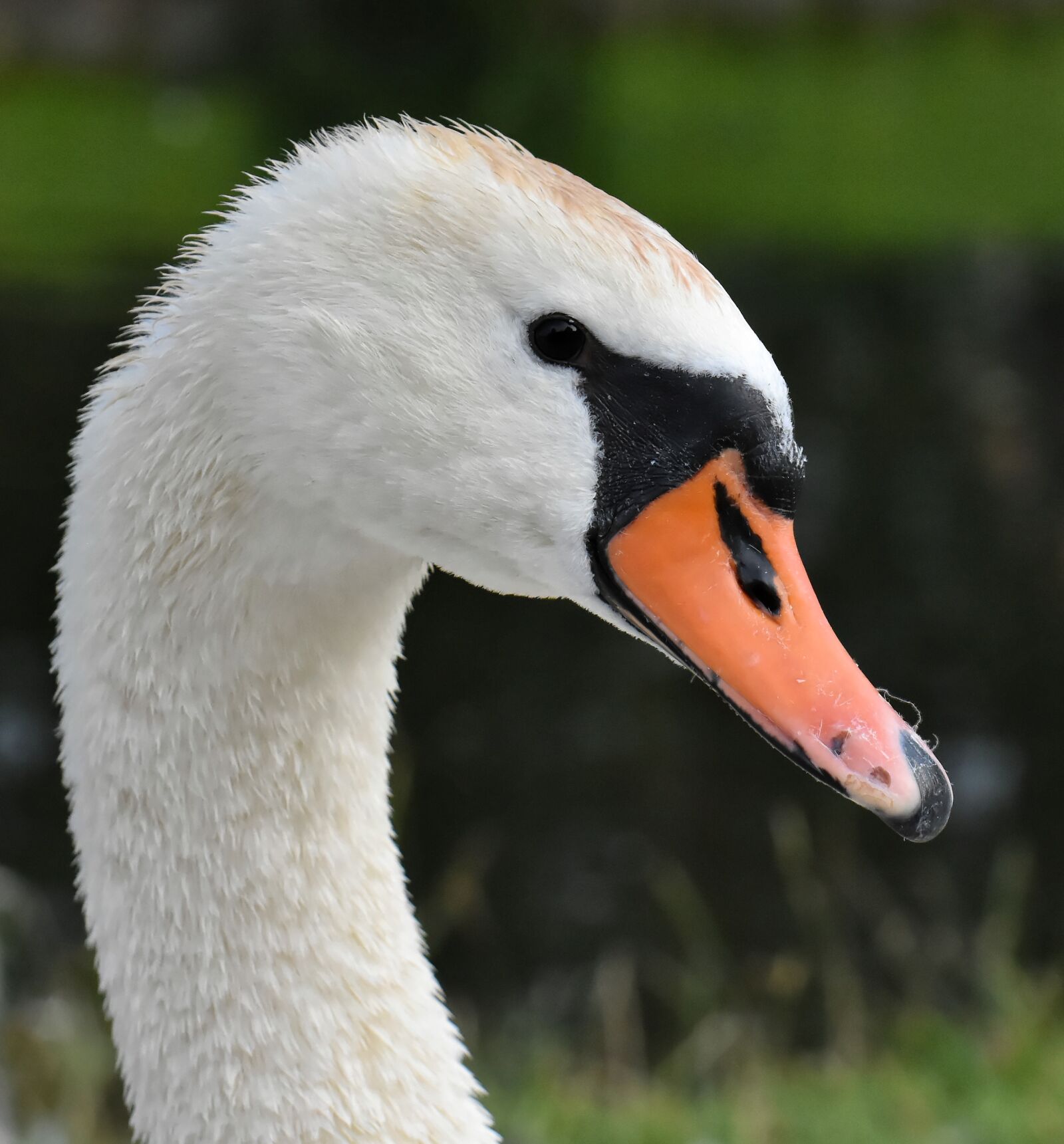 Nikon D7200 sample photo. Swan, elegant, noble photography