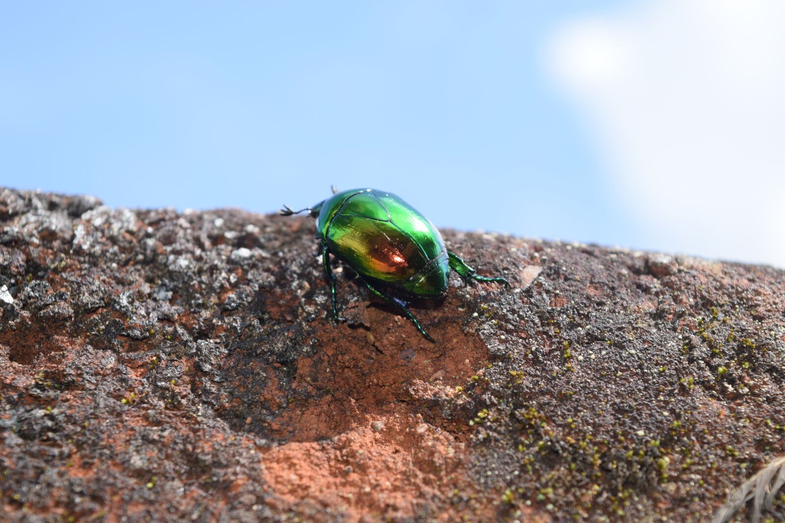 Nikon D3300 sample photo. Nature, open air, animalia photography