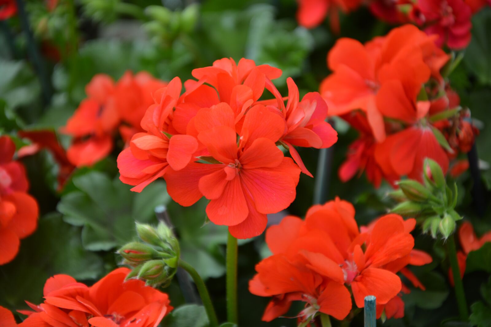 Nikon D5200 sample photo. Flower, red geranium, garden photography