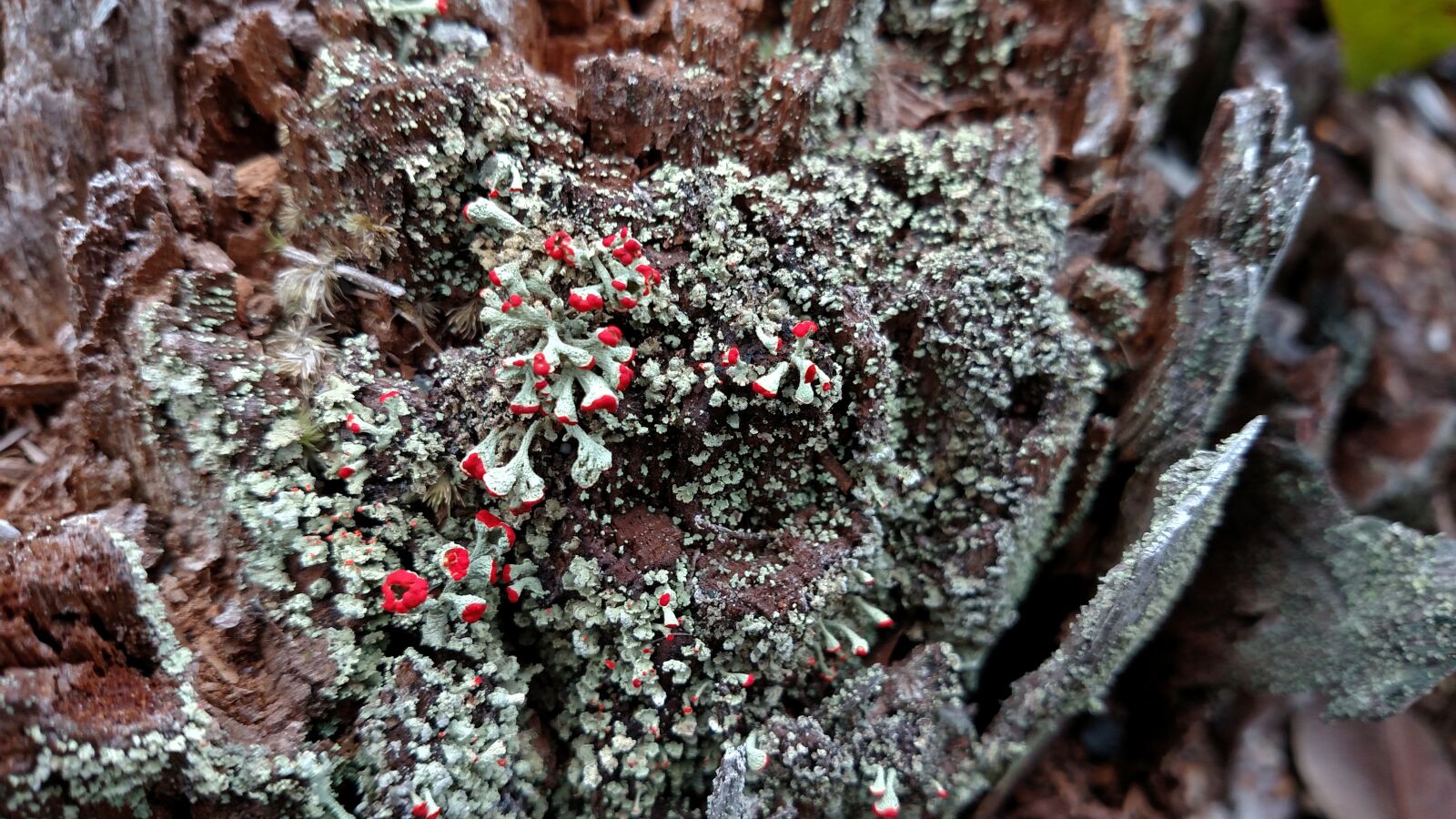 Motorola Droid Turbo sample photo. Nature, winter, lichen photography