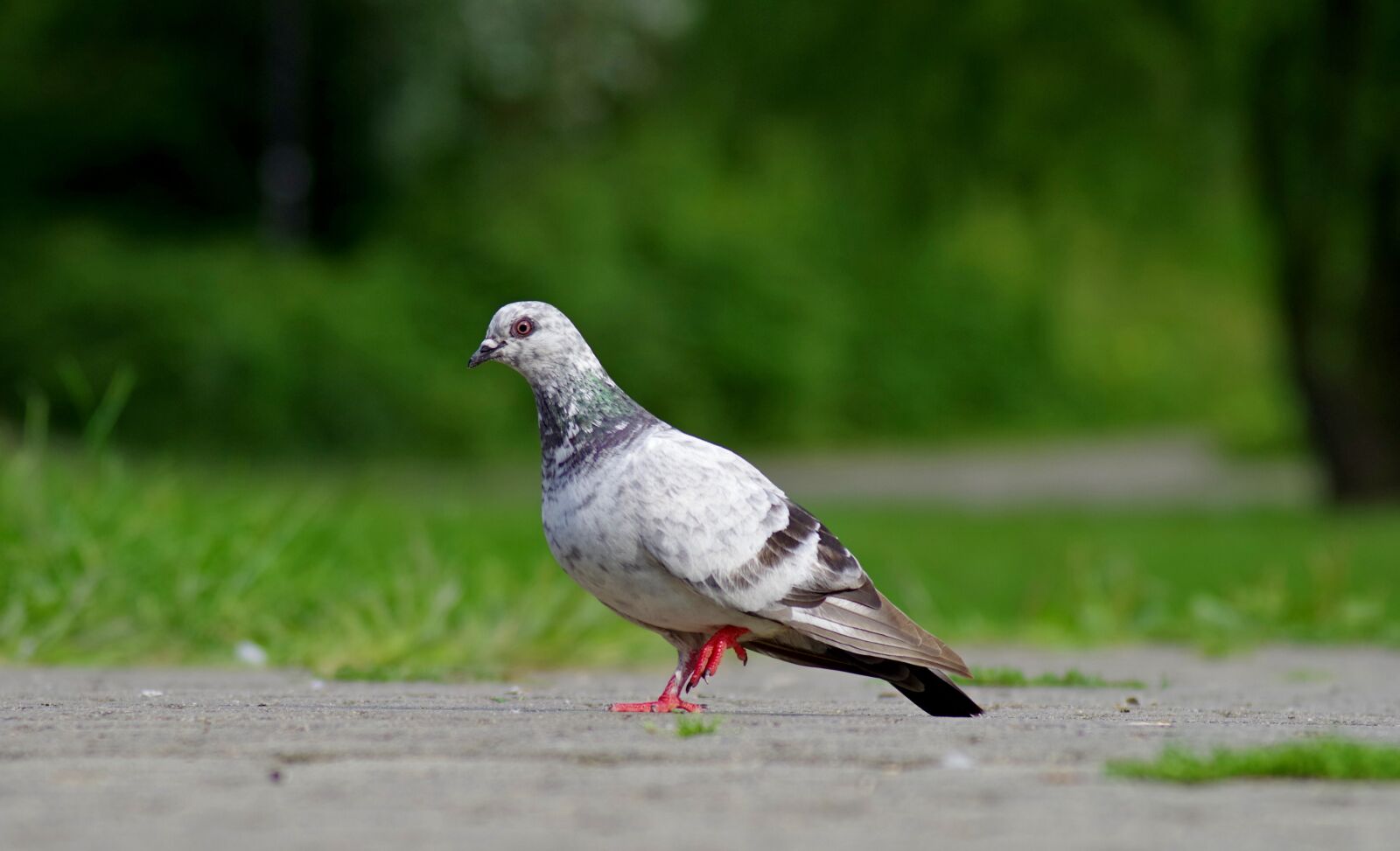 Pentax K-S2 sample photo. Dove, bird, nature photography