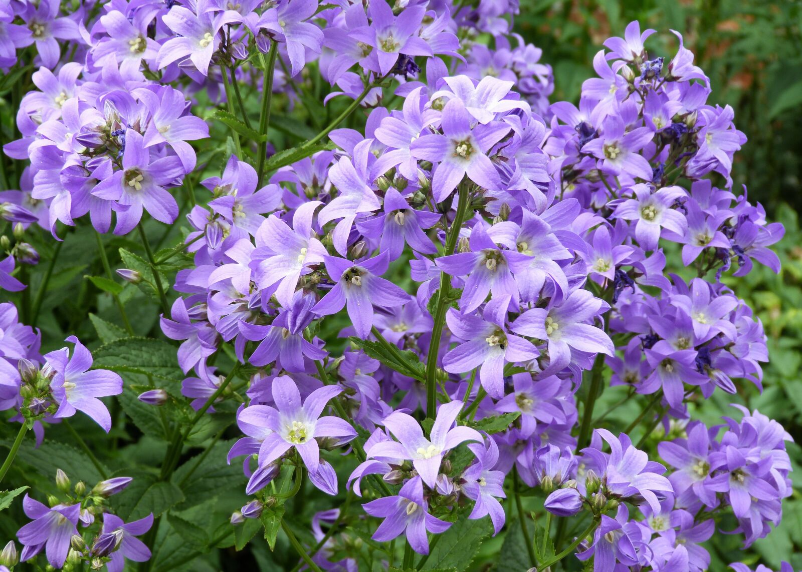 Panasonic Lumix DMC-FZ40 (Lumix DMC-FZ45) sample photo. Blue, flowers, nature photography