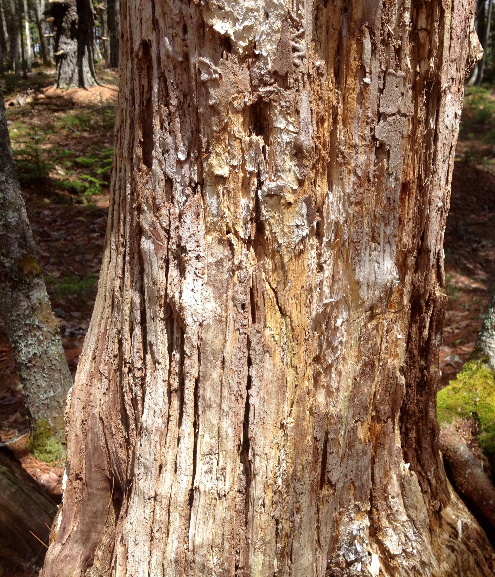 iPhone 4S back camera 4.28mm f/2.4 sample photo. A, rotting, tree, stump photography