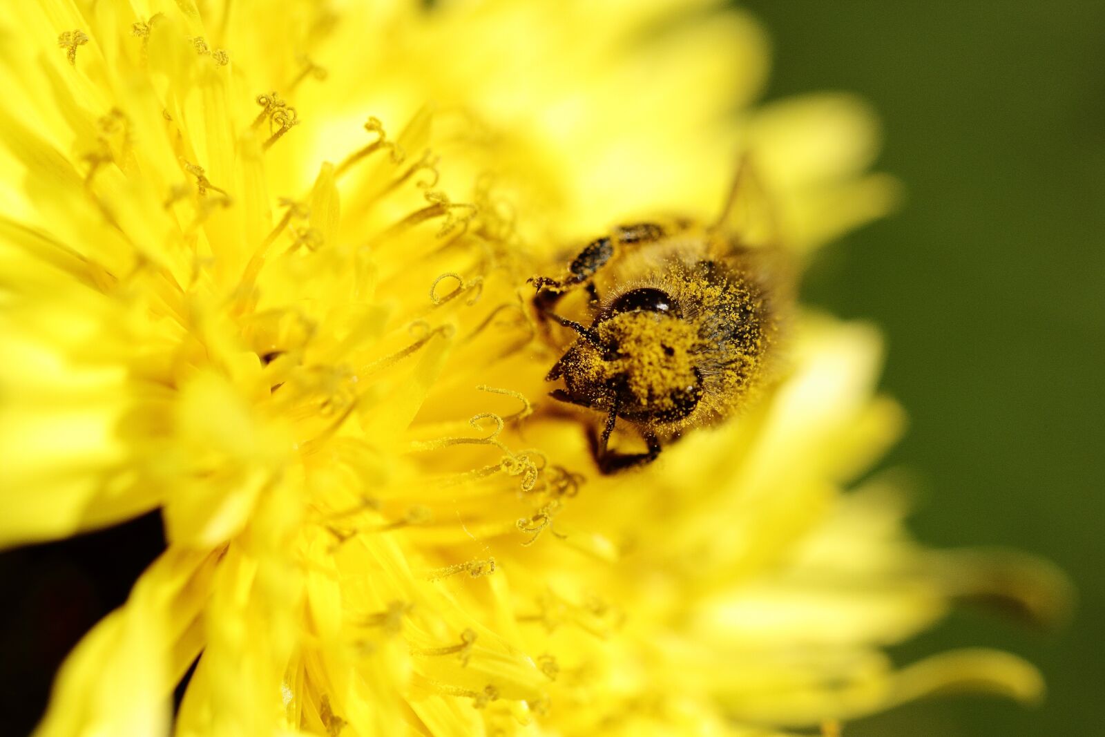 Canon EOS 60D sample photo. Bee, yellow, flower photography