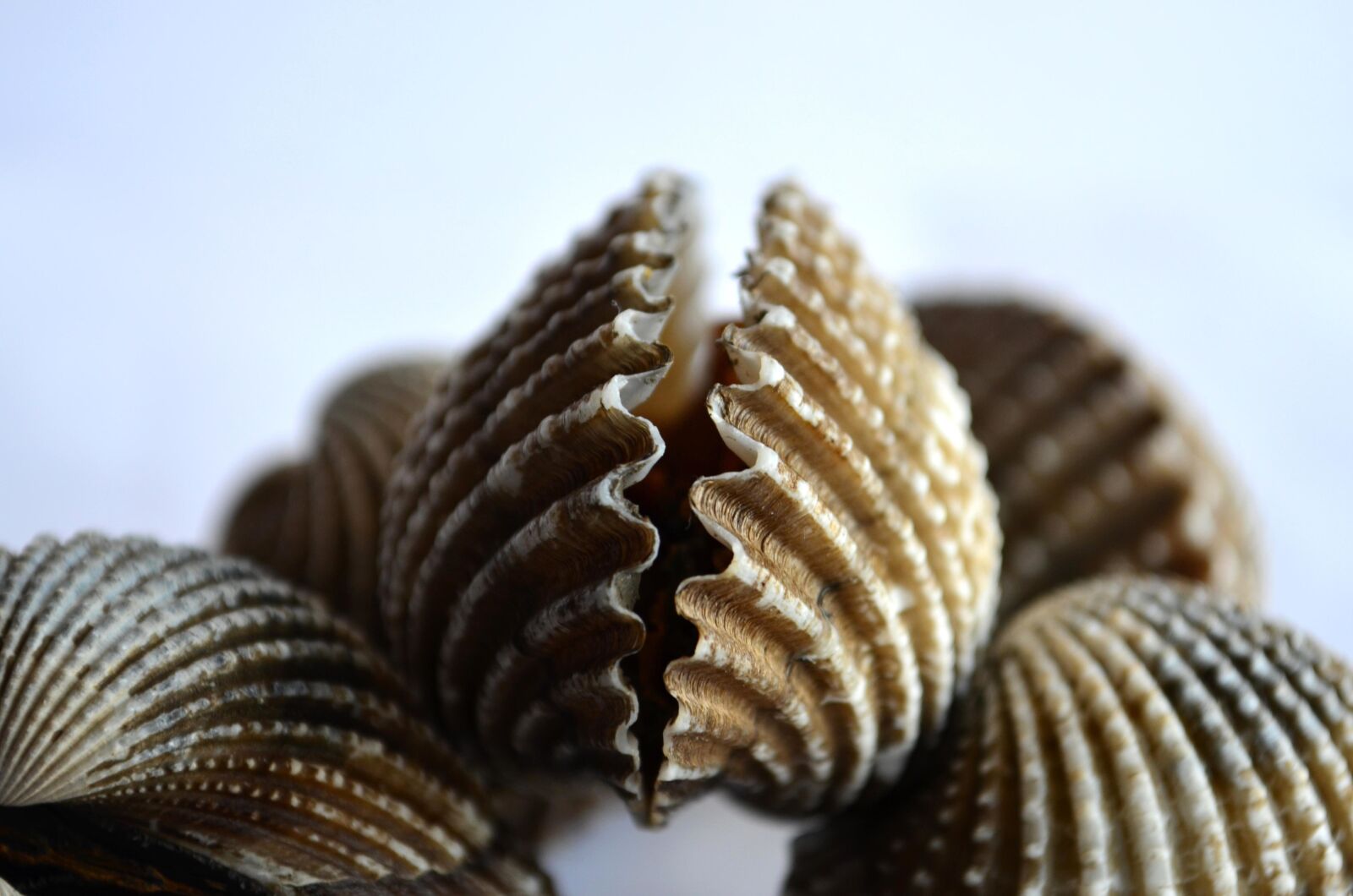 Nikon D5100 sample photo. Seashell, mollusk, brown, arthropod photography