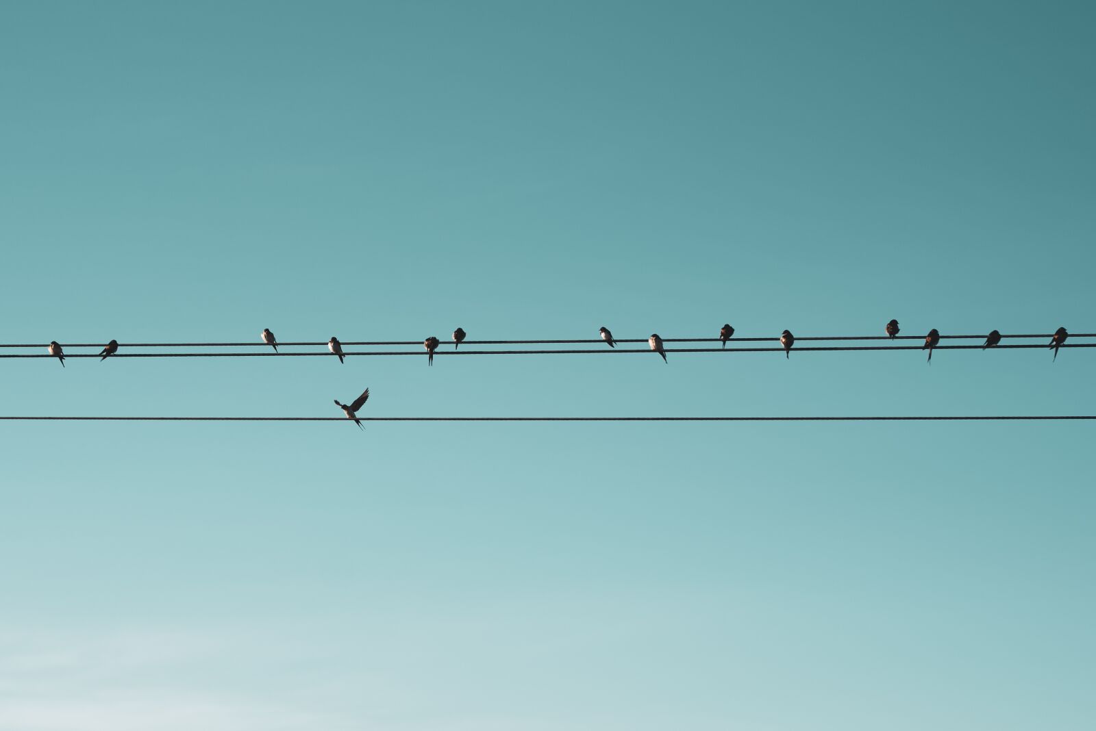 Nikon D750 sample photo. Birds, blue, animal photography