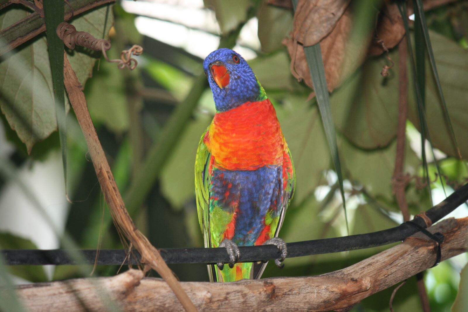 Canon EOS 400D (EOS Digital Rebel XTi / EOS Kiss Digital X) sample photo. Bird, colorful, parrot photography