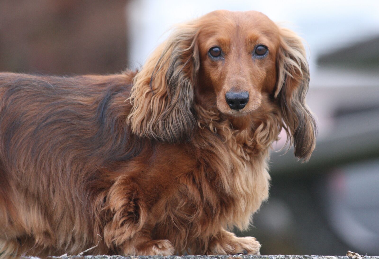 Canon EOS 40D sample photo. Dog, portrait, regal photography