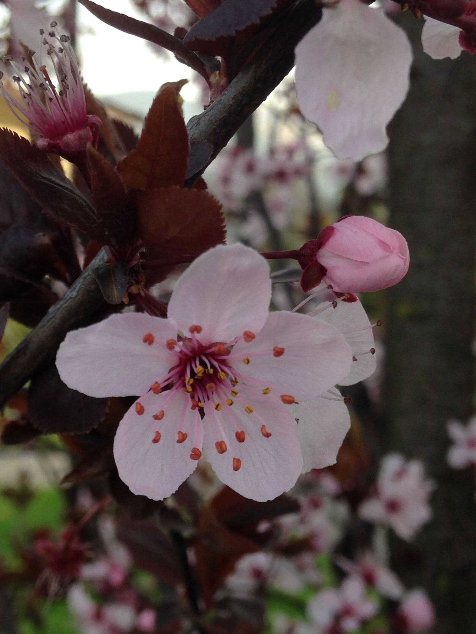 iPhone 5 back camera 4.12mm f/2.4 sample photo. Cherry, flower, spring photography