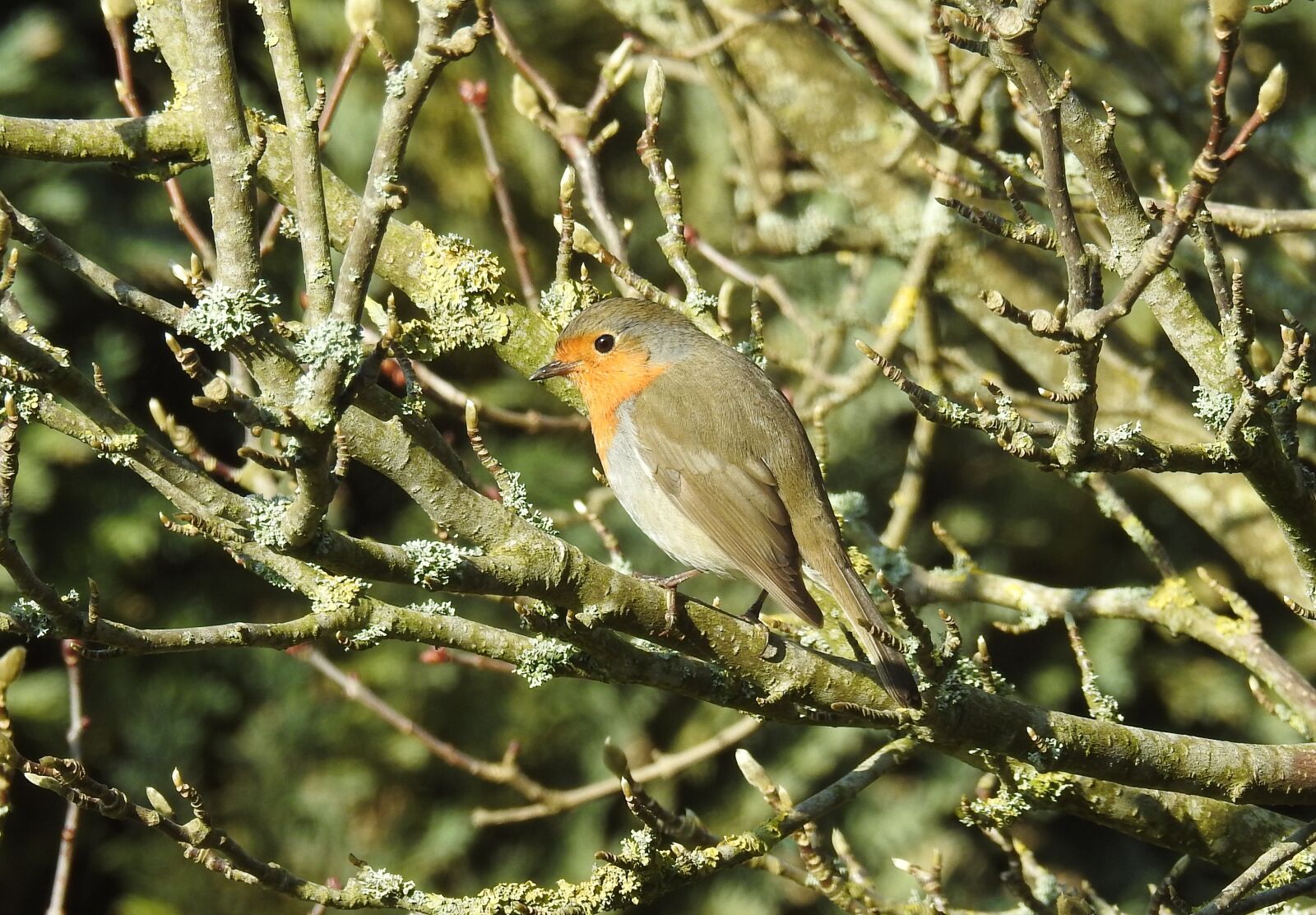 Nikon Coolpix P900 sample photo. Nature, bird, tree photography