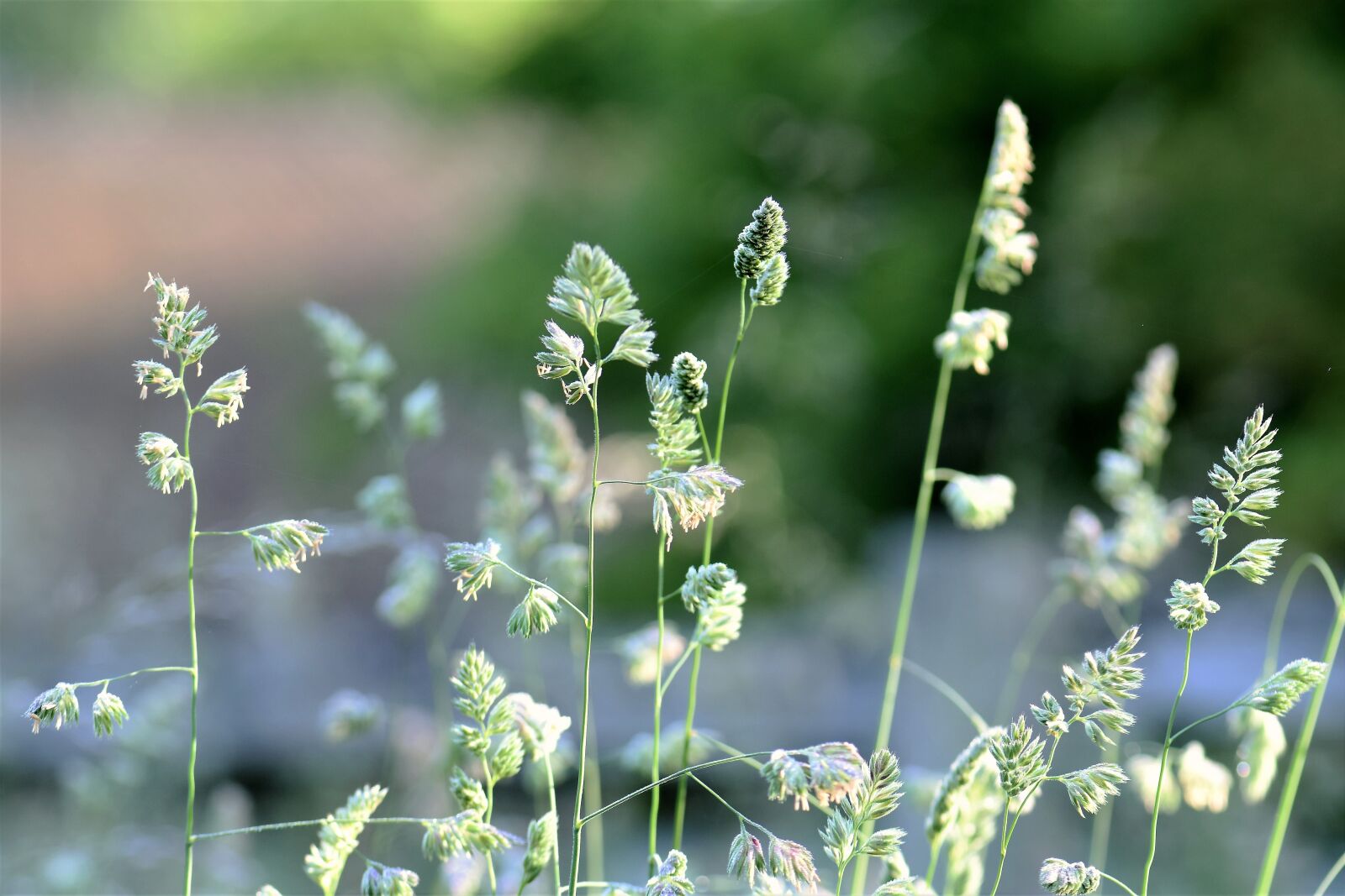 Nikon D5500 sample photo. Grass, meadow, green photography