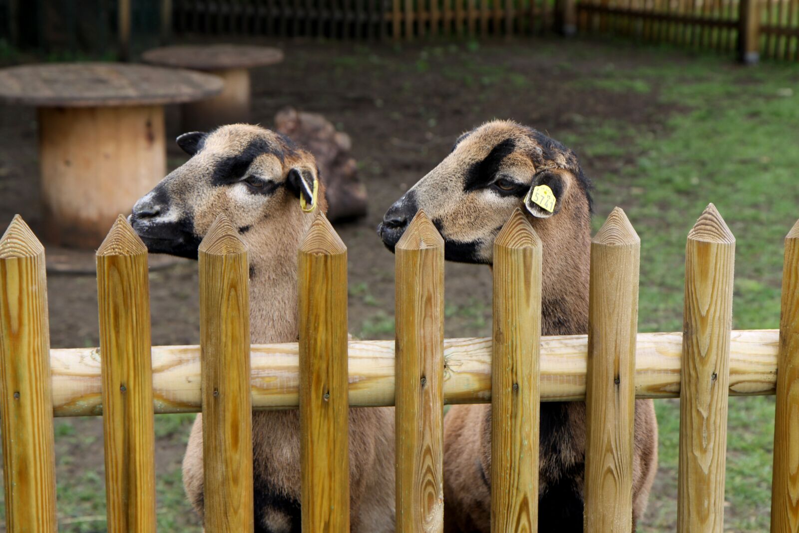 Canon EOS 50D sample photo. Sheep, animal, cameroon sheep photography