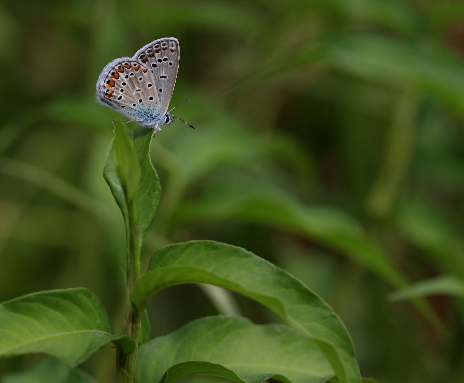 Canon EF-S 60mm F2.8 Macro USM sample photo. Butterfly, blue, insecta photography