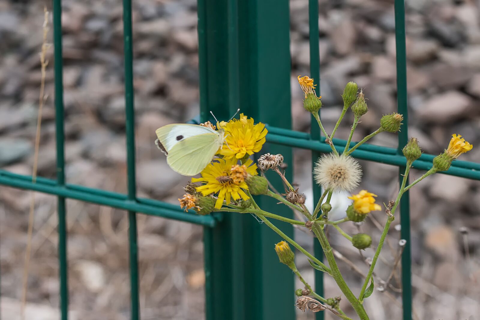 Canon EOS 70D + Canon EF 50mm F1.8 STM sample photo. Butterfly, fence, flower photography