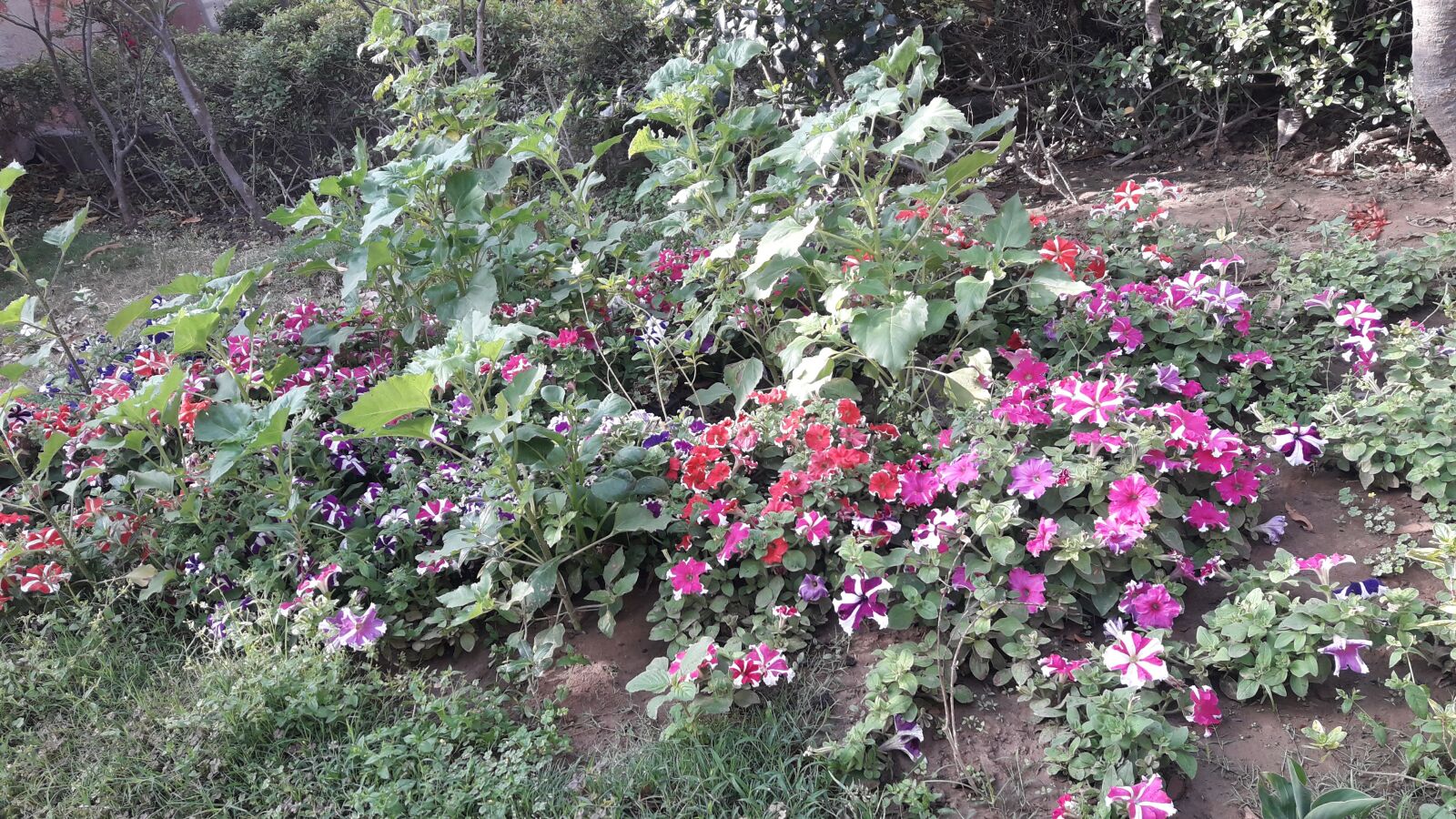 Samsung SM-J710F sample photo. Flowers, nature, beauty photography