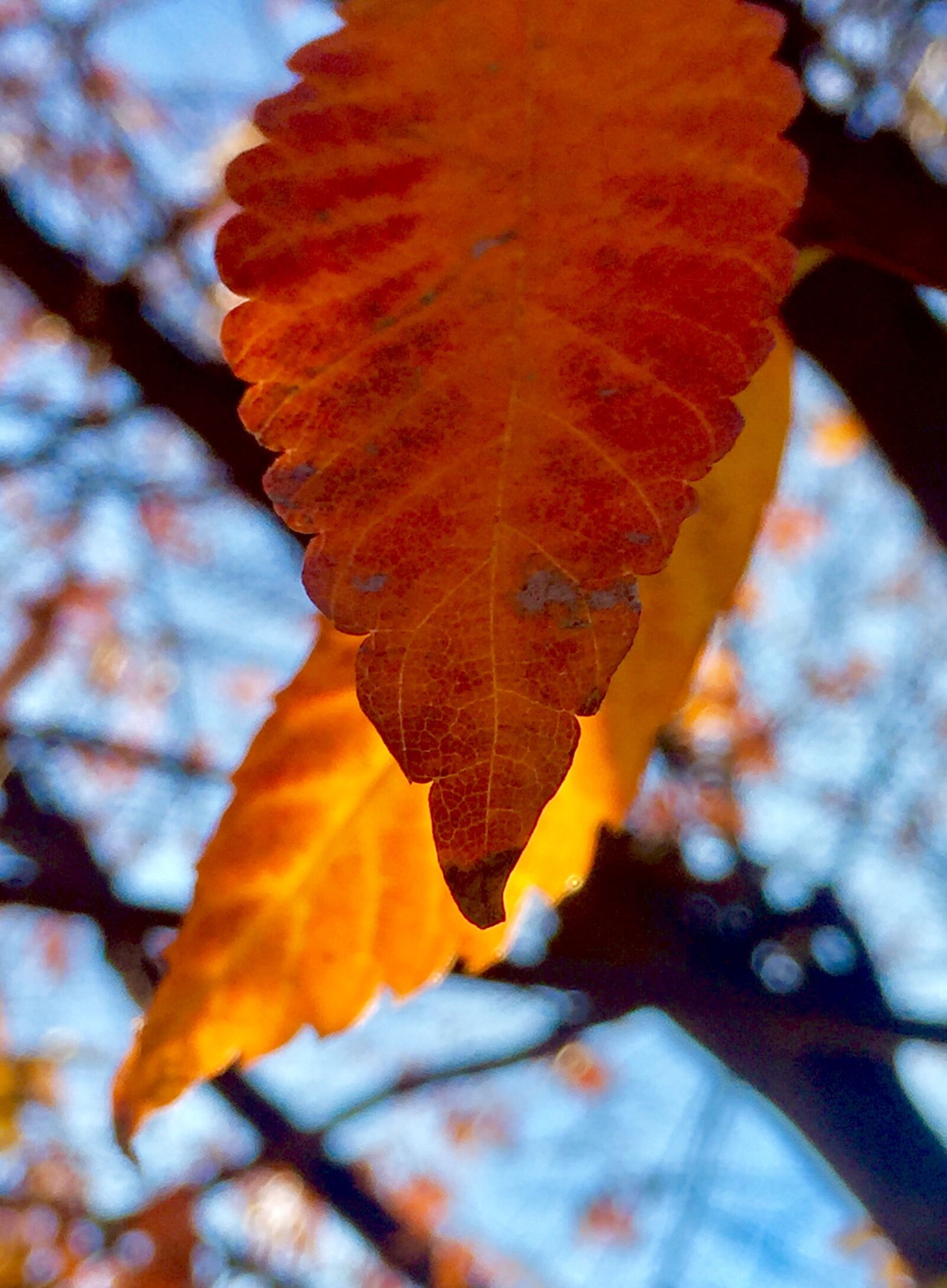 iPhone 6 Plus back camera 4.15mm f/2.2 sample photo. Autumn, leaves, fall photography