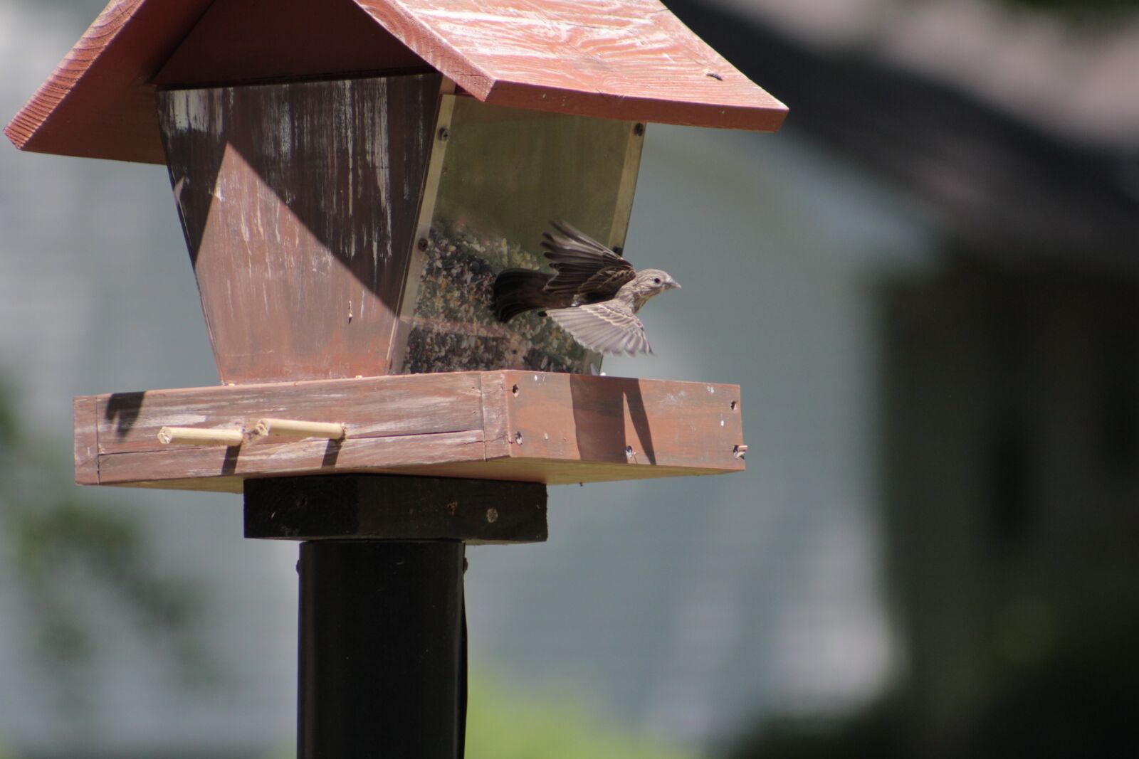 Canon EOS 550D (EOS Rebel T2i / EOS Kiss X4) sample photo. Outdoors, bird, birdhouse photography