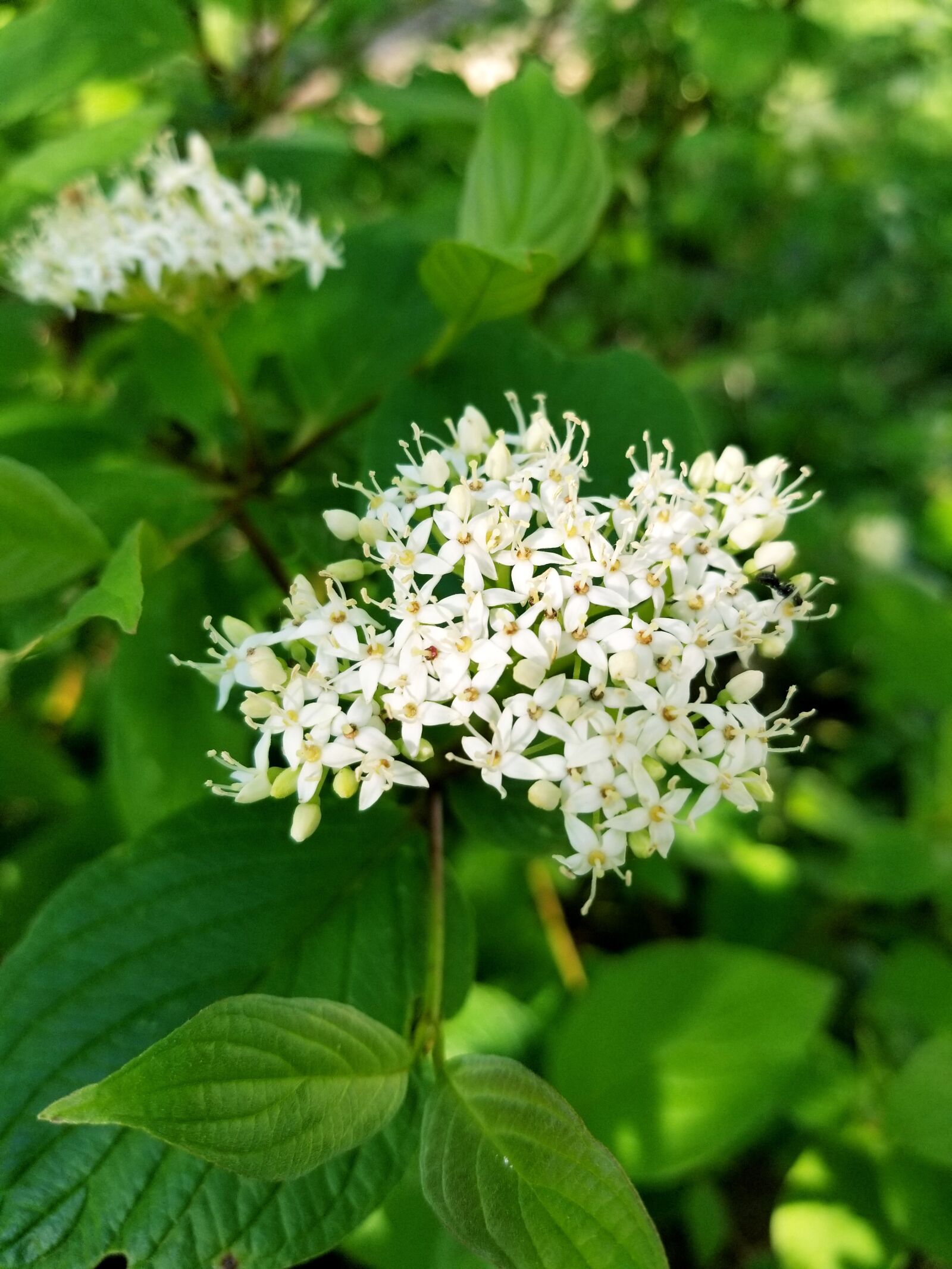 Samsung Galaxy S8+ sample photo. Flower, greens, bush photography