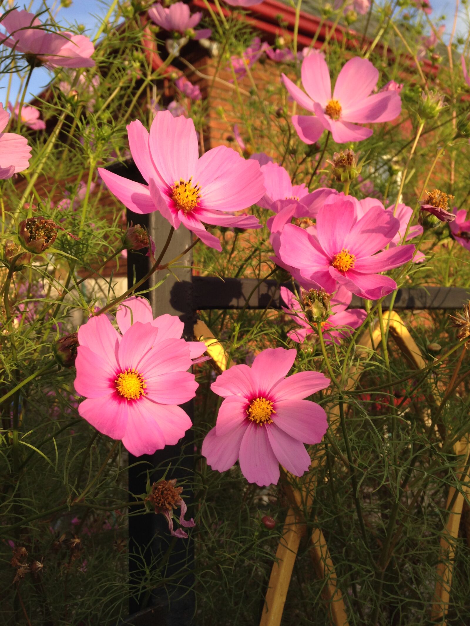 iPhone 5c back camera 4.12mm f/2.4 sample photo. Spring, flowers photography