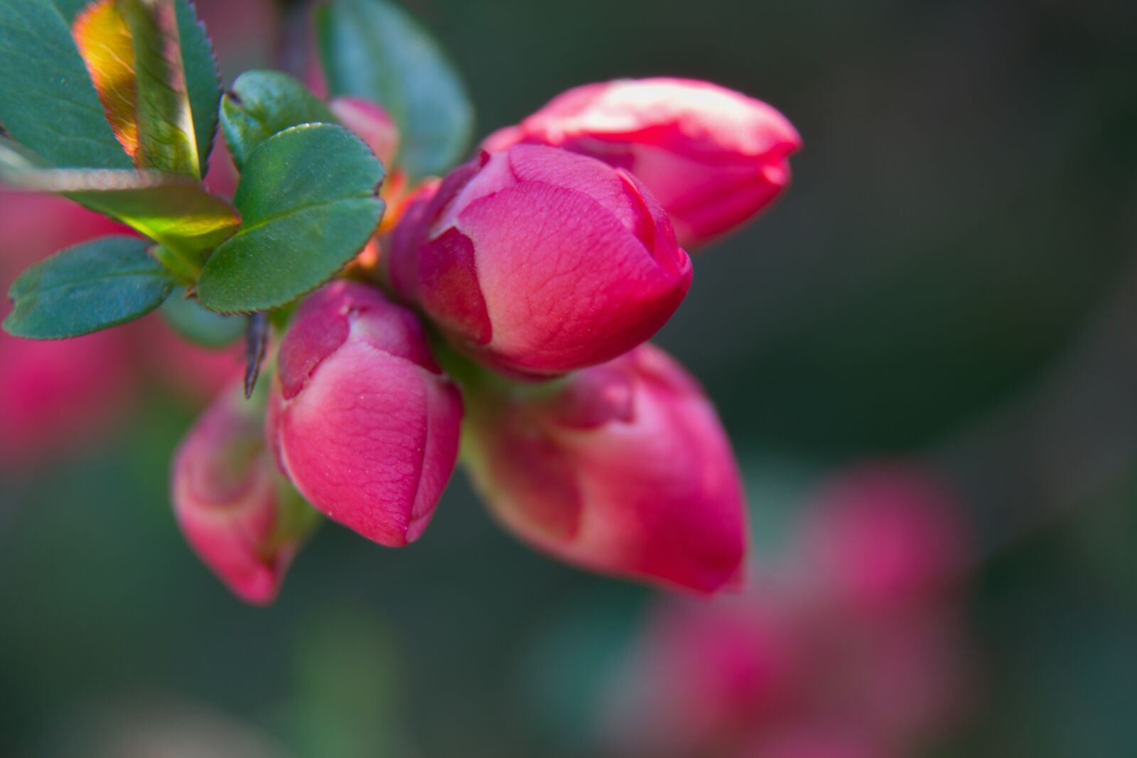Nikon D5300 sample photo. Quince, spring, tree photography
