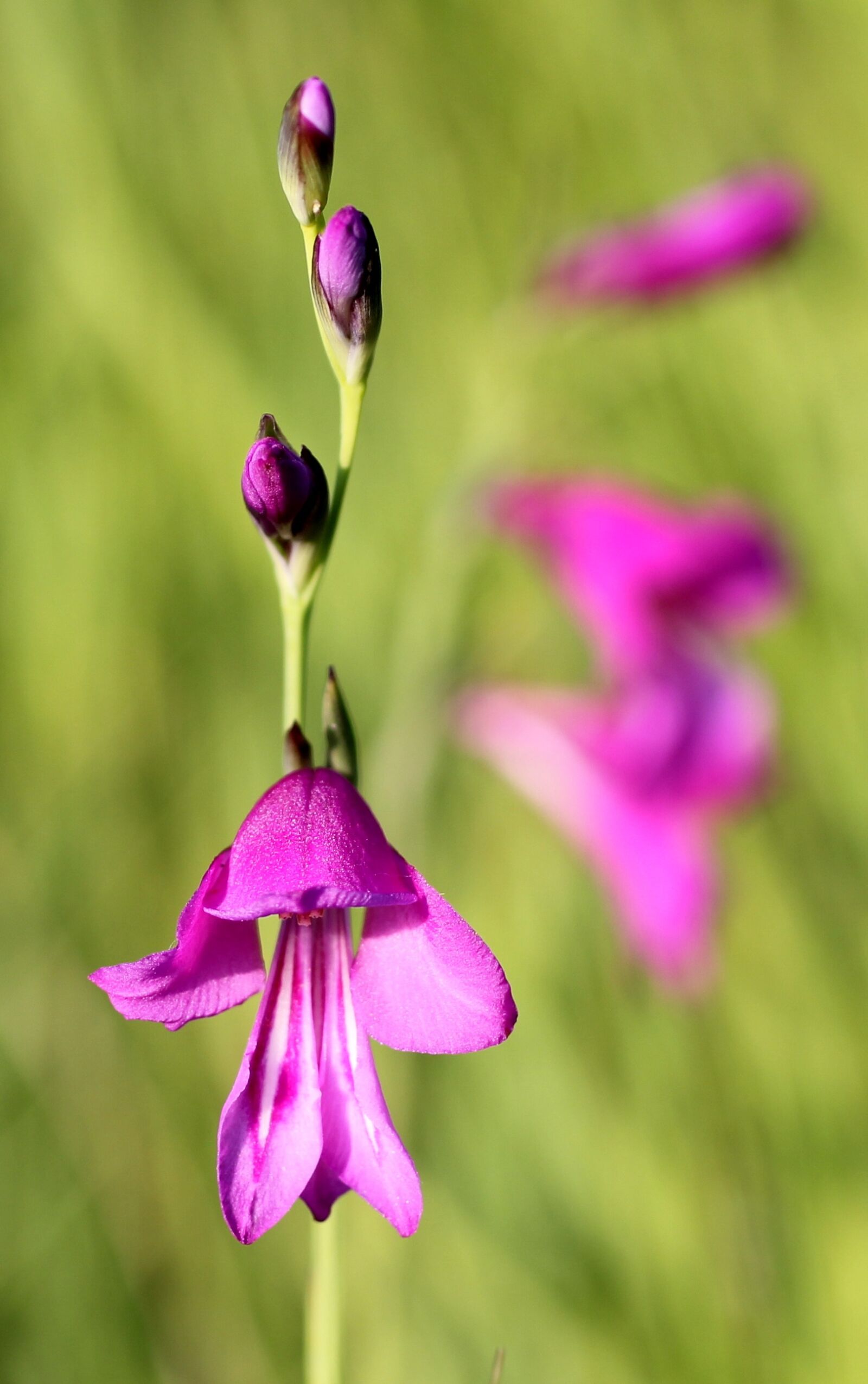 Canon EOS 550D (EOS Rebel T2i / EOS Kiss X4) sample photo. Marsh gladiolus, blossom, bloom photography