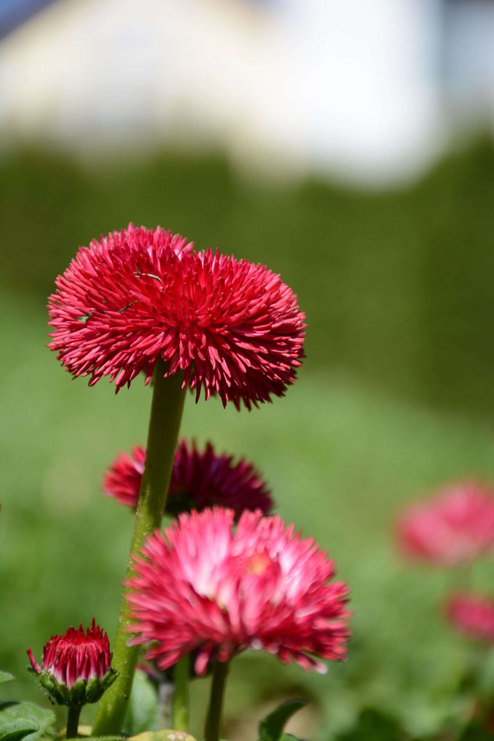 Nikon D7100 sample photo. Flowers, red flower, green photography