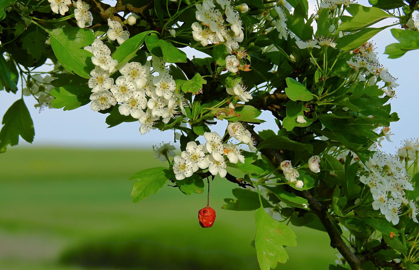 Nikon Coolpix P900 sample photo. Flowers, flowering, flowers of photography