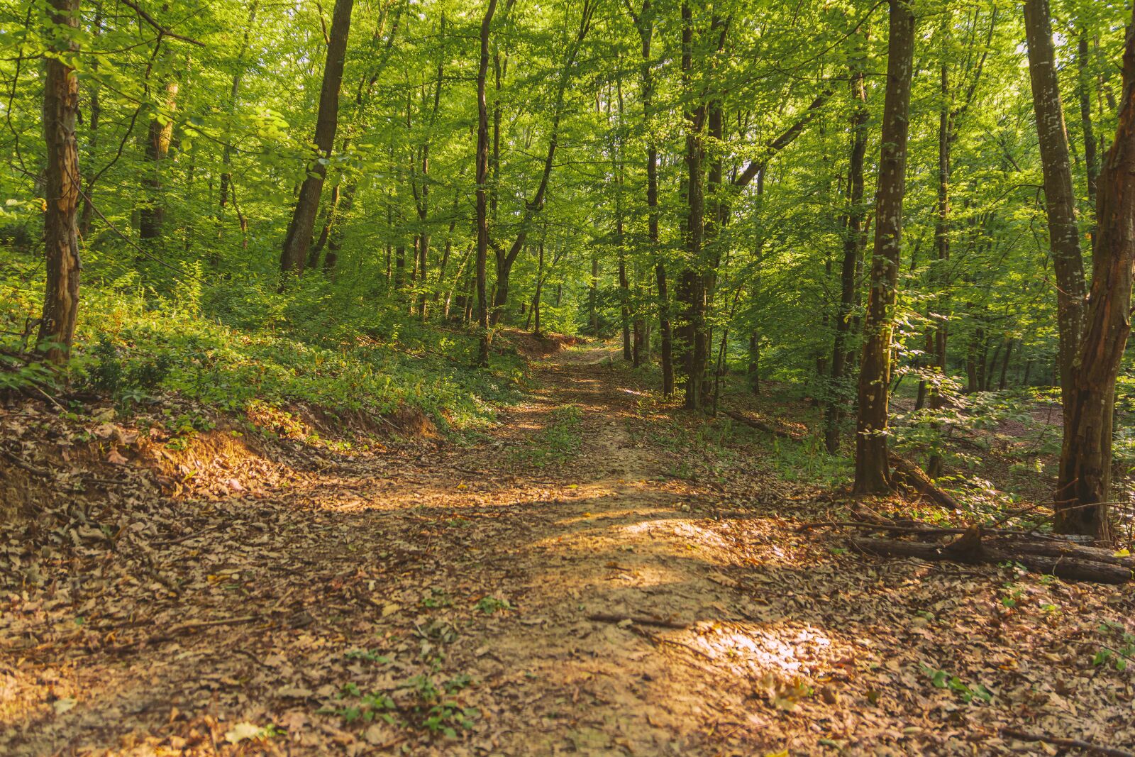 Nikon D7100 sample photo. Forest, green, nature photography