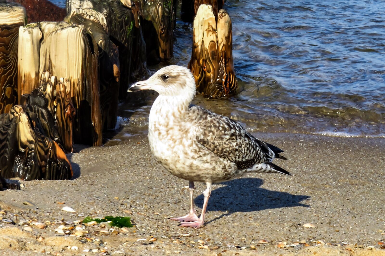 Canon PowerShot SX710 HS sample photo. Bird, seagull, sea photography