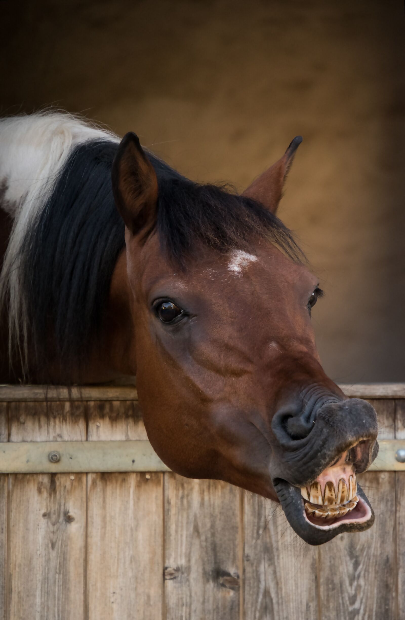 Nikon D5600 sample photo. Horse, flehmen, animal photography