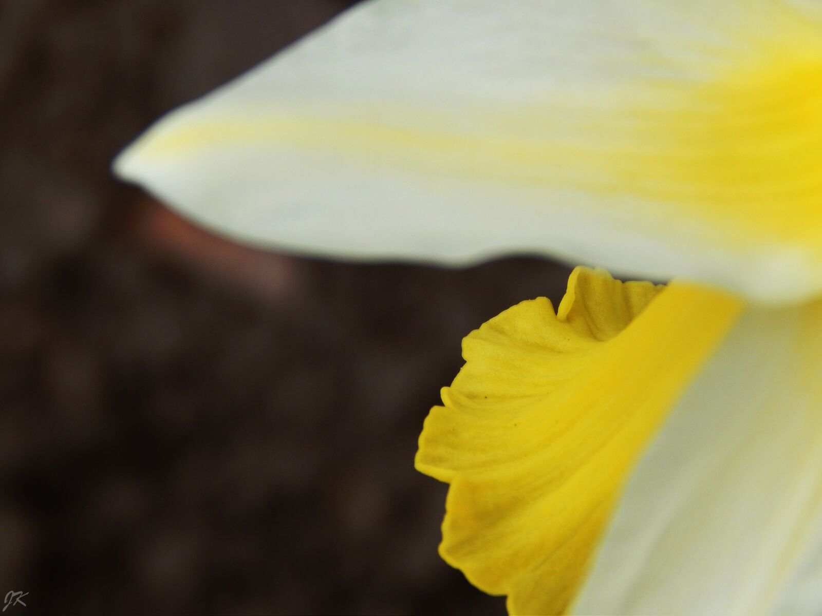 Nikon Coolpix L820 sample photo. Macro, yellow, white photography