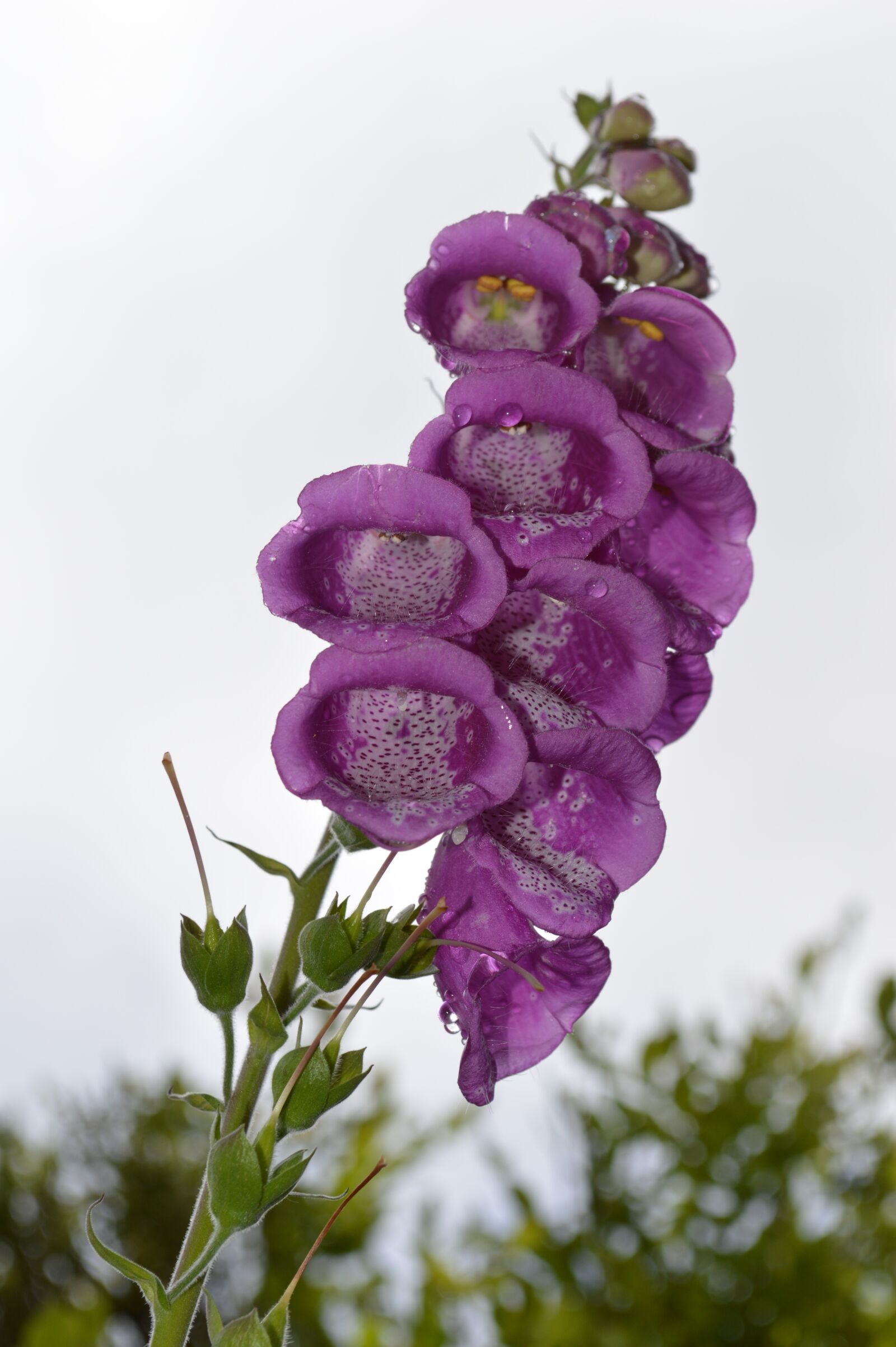 Nikon D3200 sample photo. Close up, flower, plant photography