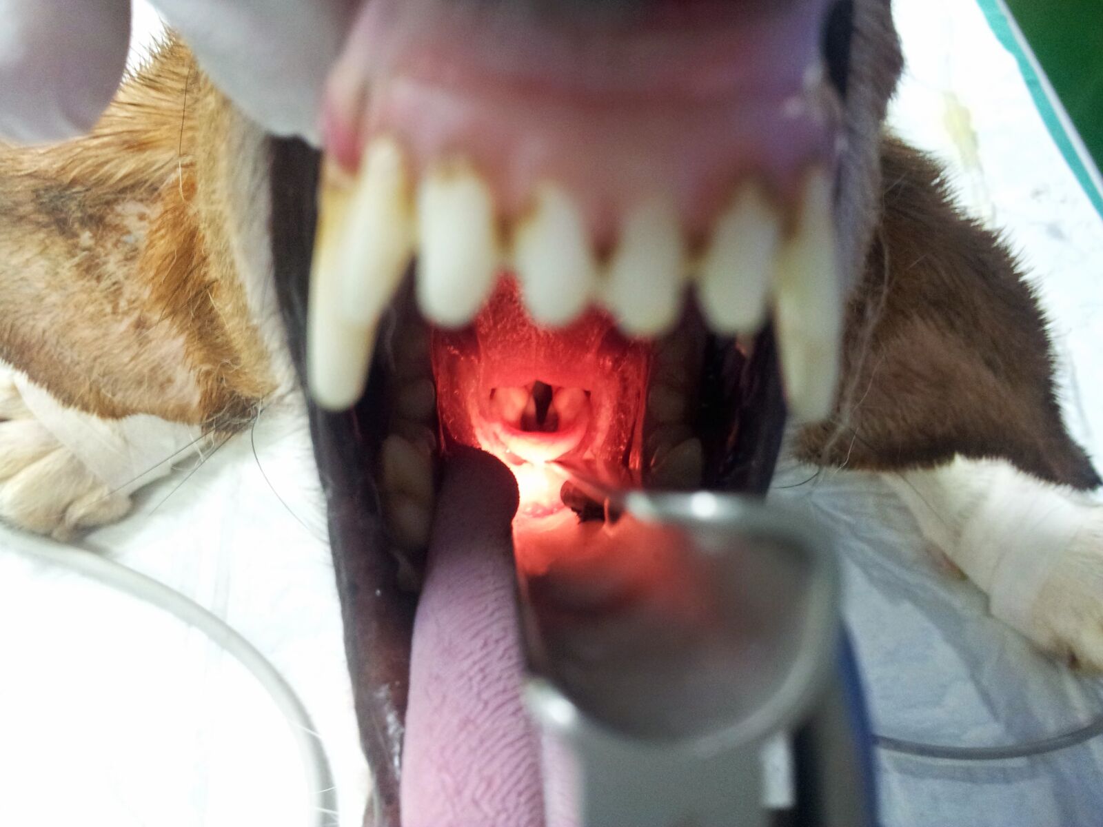 Samsung Galaxy Note sample photo. Dog, larynx, intubation photography