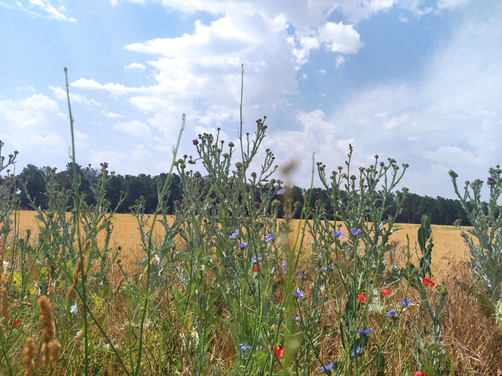 Xiaomi Mi A3 sample photo. Field, wheat, thistles photography