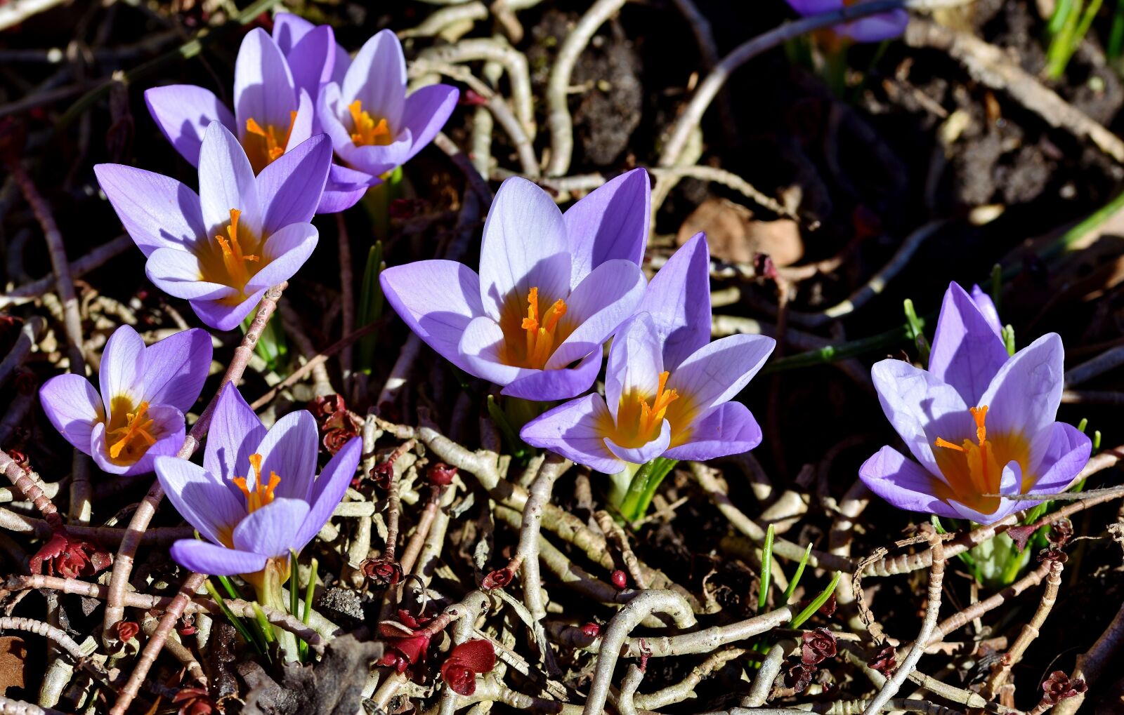 Nikon D7200 sample photo. Crocus, early bloomer, blossom photography