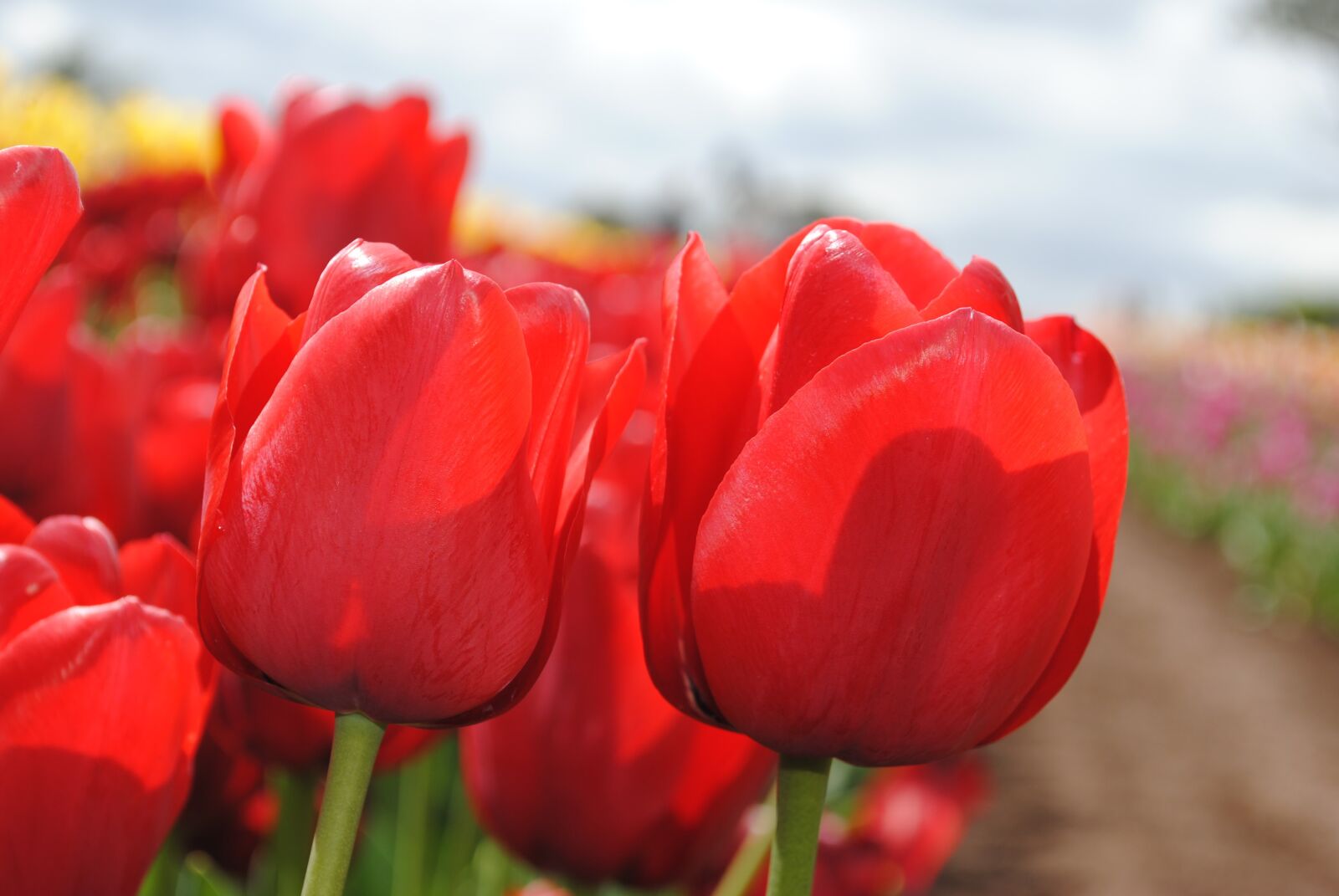 Nikon D3000 sample photo. Tulip, nature, colorful photography