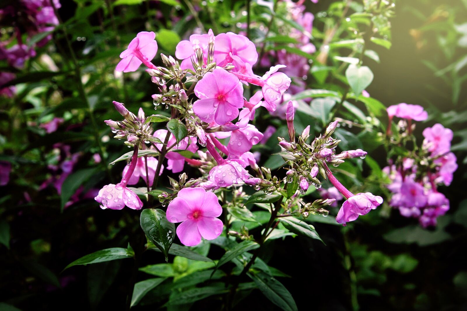 Canon EOS 40D sample photo. Flowers, rainwater, plants photography