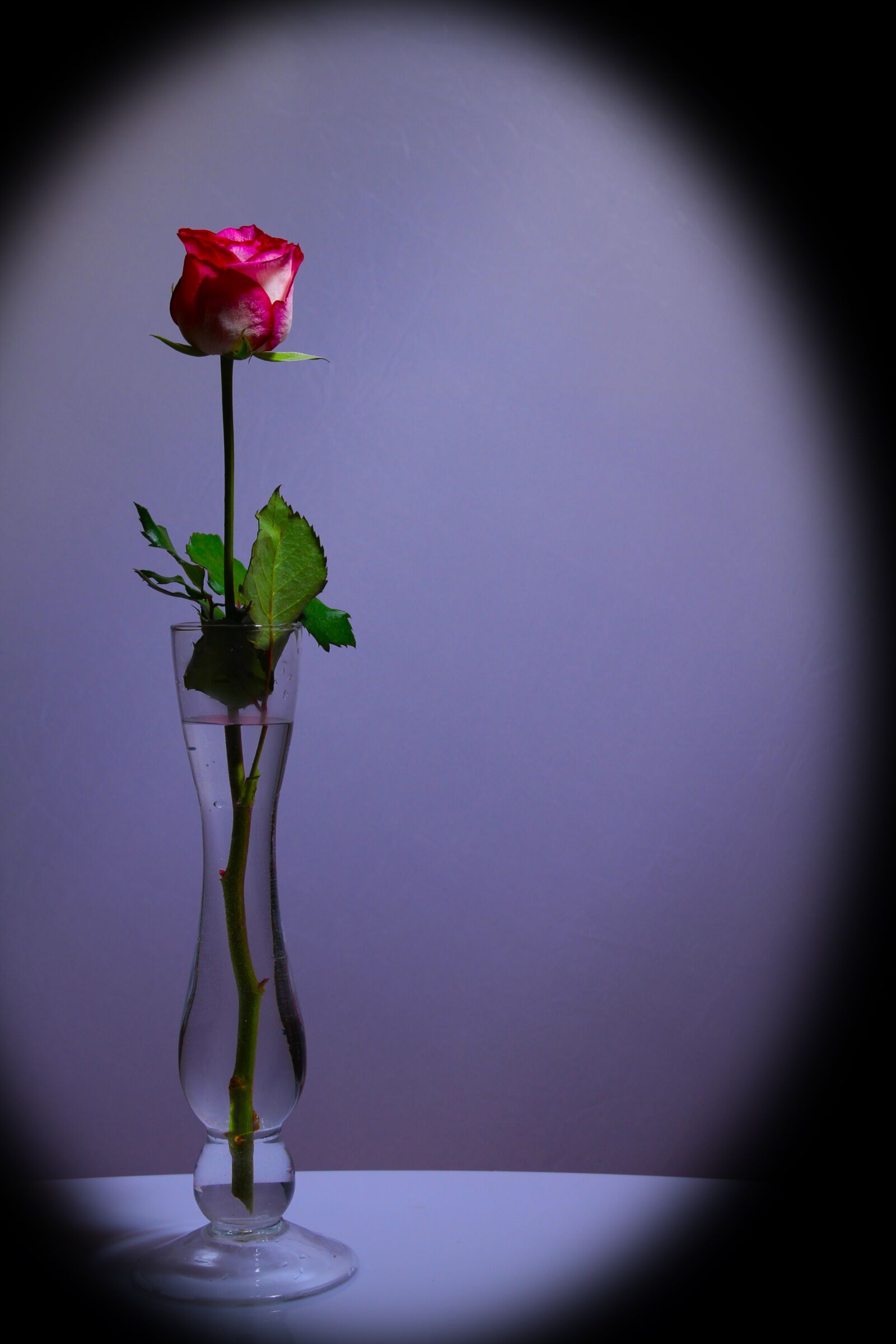 Canon EOS 7D sample photo. Rose, red, flower photography
