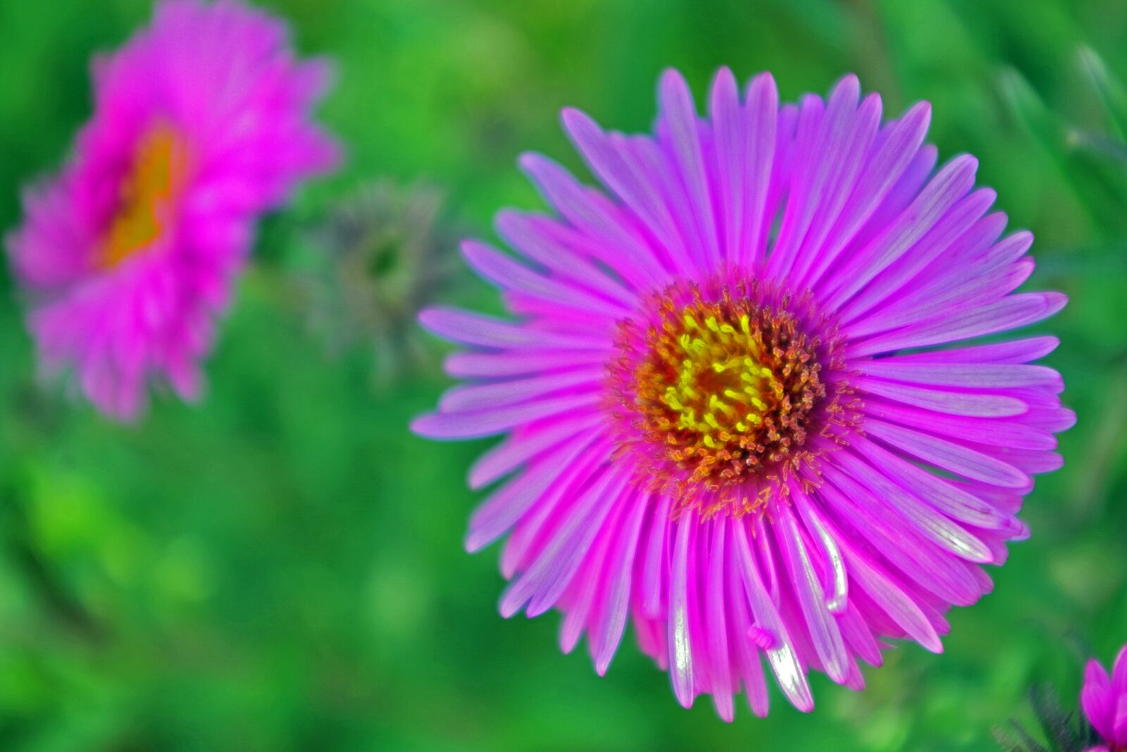 Pentax K-S2 sample photo. Herbstaster, garden, aster photography