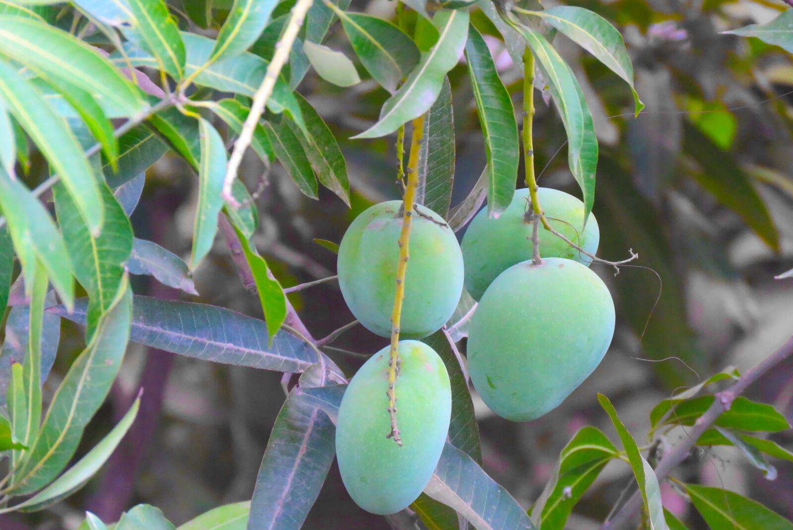 Canon PowerShot SX60 HS sample photo. Mangoes, fruits, organic photography