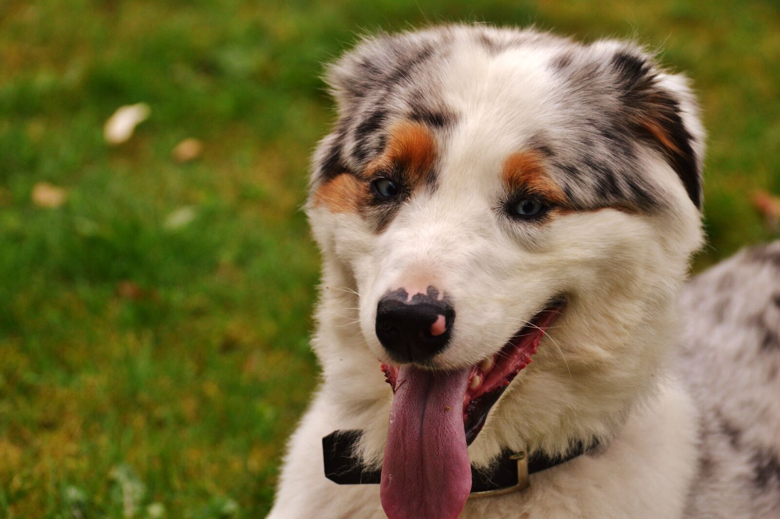 Nikon D3200 sample photo. Dog, young, play photography