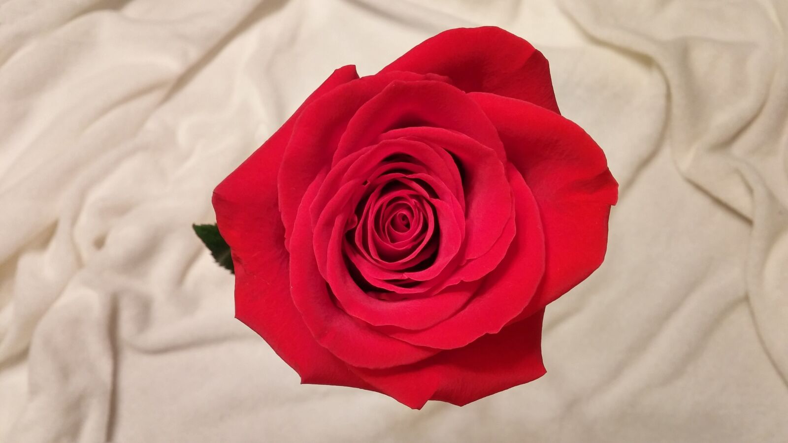 LG G3 sample photo. Rose, flower, blossom photography