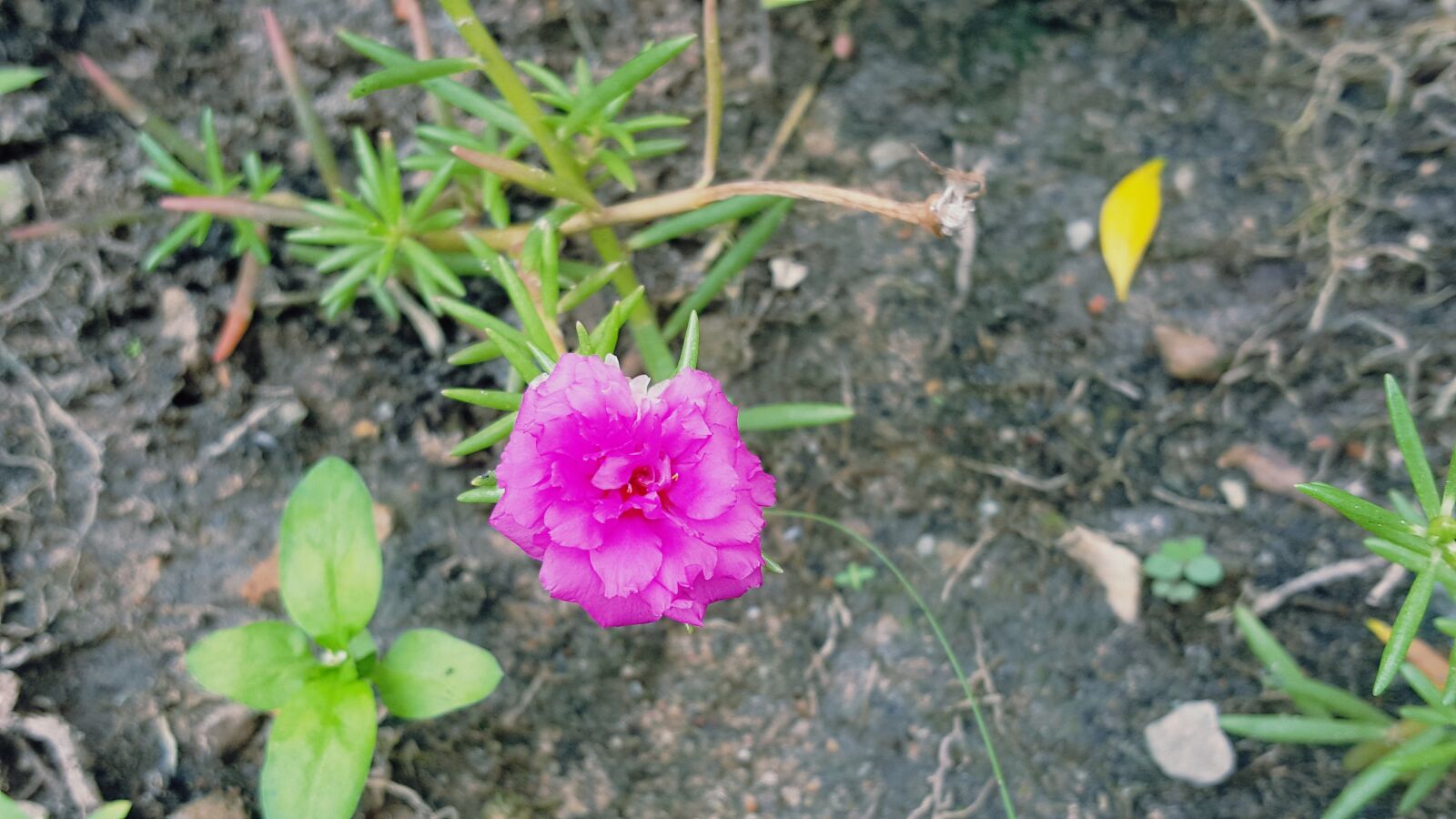 Samsung Galaxy S6 sample photo. Flower flowers, nature natures photography