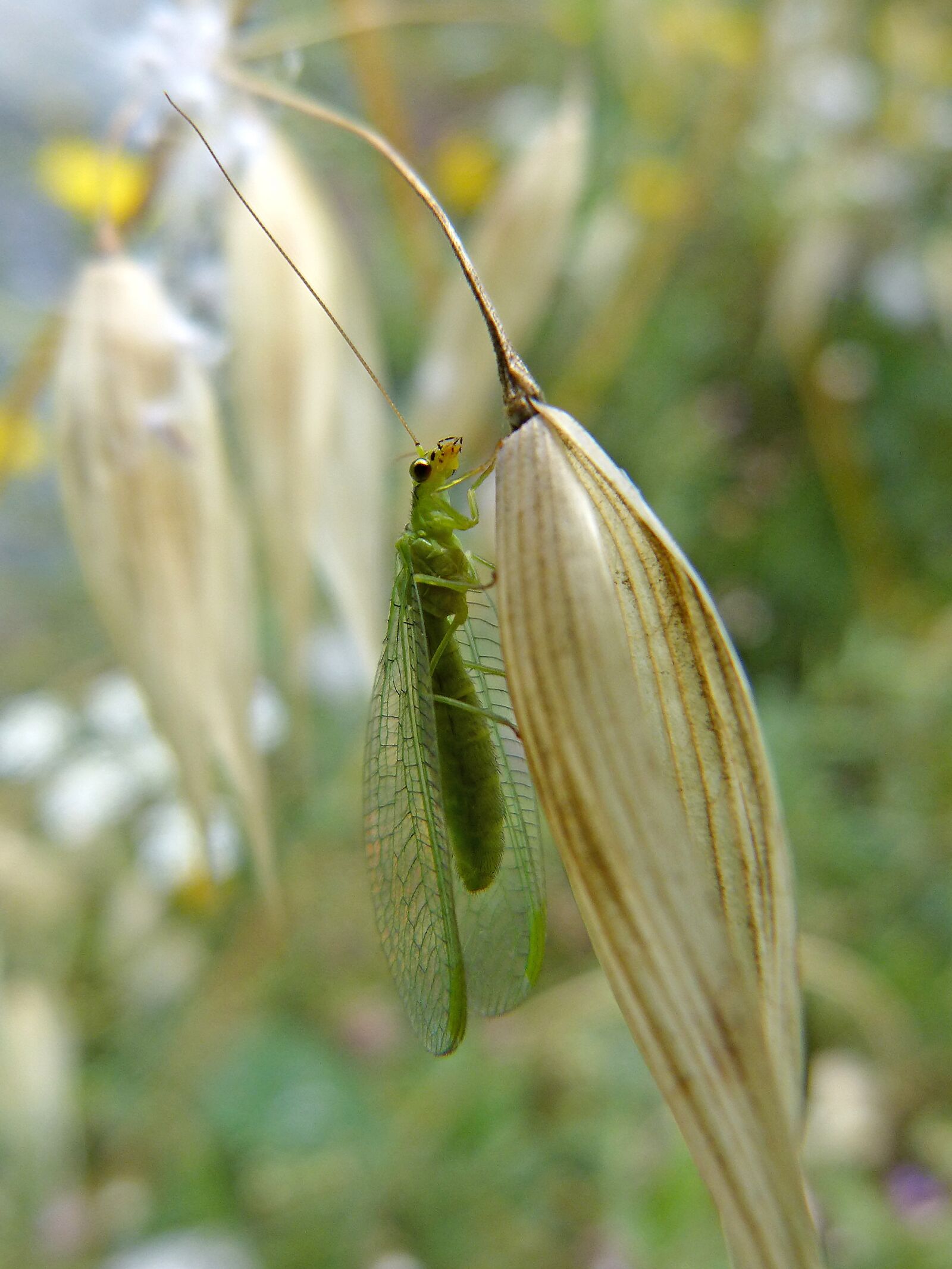 Panasonic DMC-FZ62 sample photo. Insect, green bug, wings photography