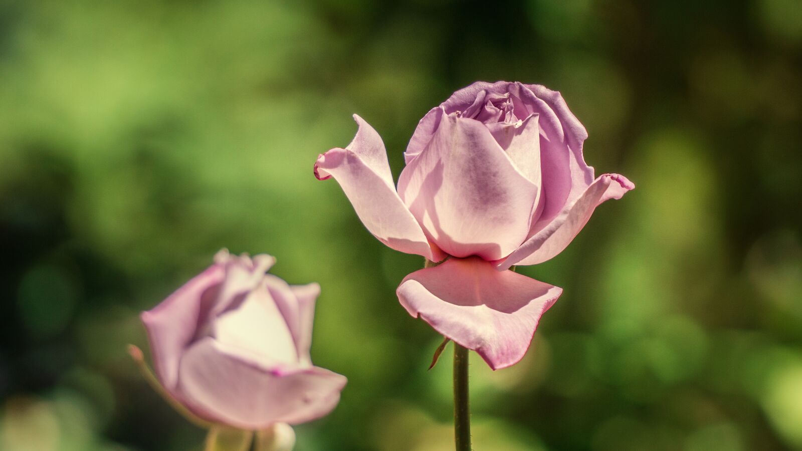 Sony a6000 sample photo. Rosa, flower, flora photography