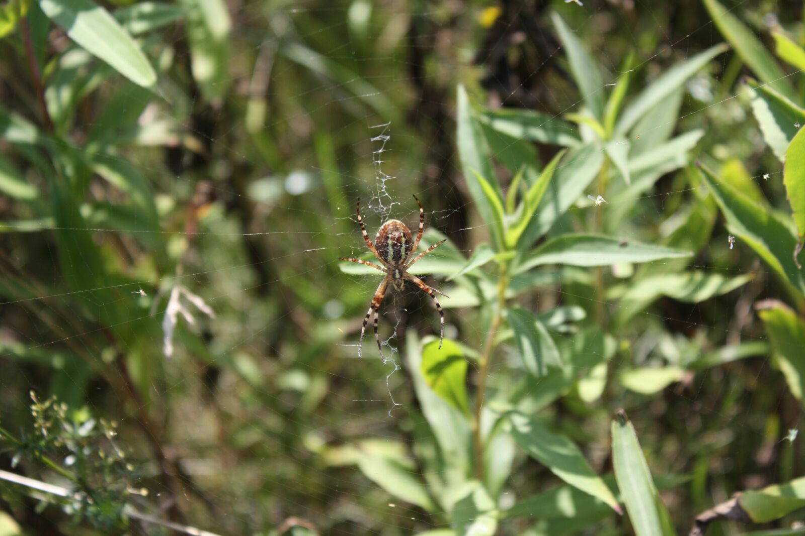 Canon EOS 450D (EOS Rebel XSi / EOS Kiss X2) sample photo. Araneus, cobweb, spider photography
