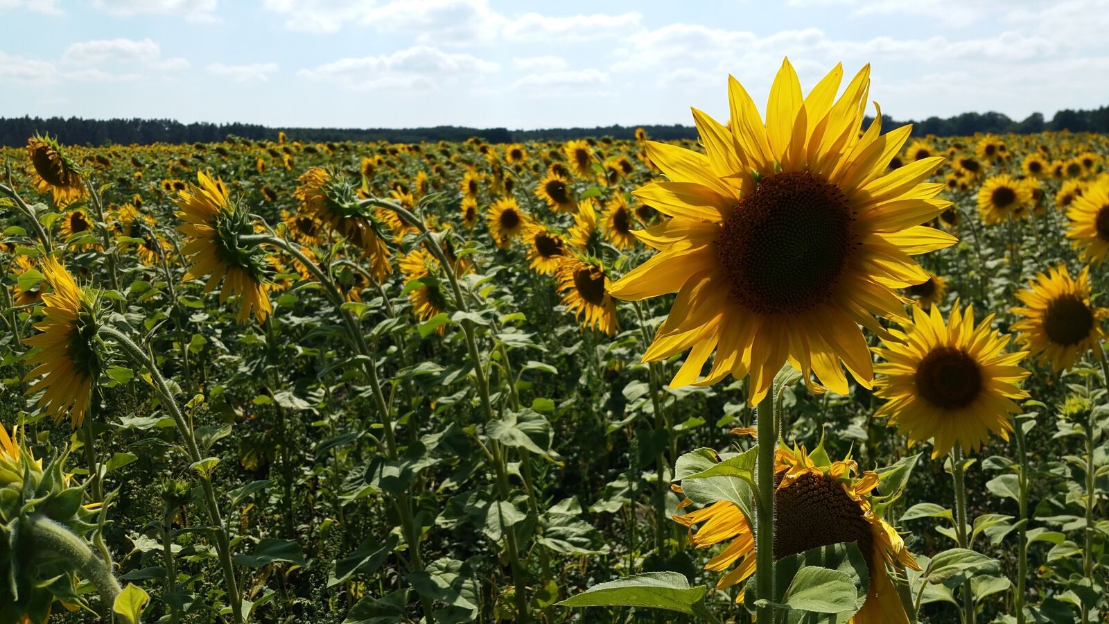 Samsung Galaxy S5 LTE-A sample photo. Sunflower field, field, summer photography