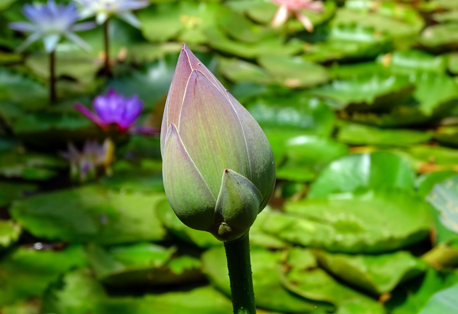 Sony DSC-HX60V sample photo. Lotus, bud, pink photography